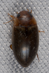 Copelatus chevrolati