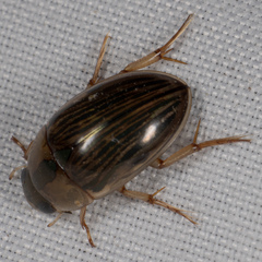 Tropisternus collaris