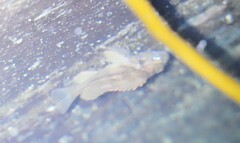 Sebastes auriculatus