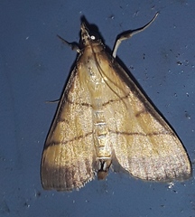 Cnaphalocrocis