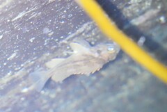 Sebastes auriculatus