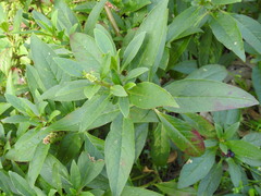 Phytolacca octandra