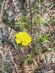 Hibbertia linearis