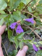 Penstemon serrulatus