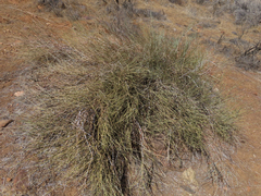 Ephedra nevadensis