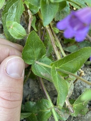 Penstemon serrulatus