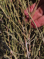 Ephedra nevadensis