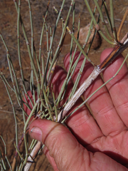 Ephedra nevadensis