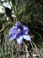 Thelymitra crinita