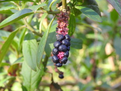Phytolacca octandra