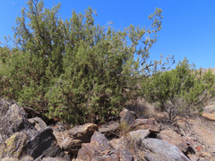Juniperus californica