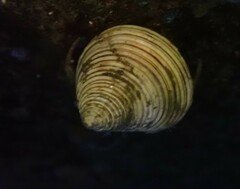 Calliostoma canaliculatum