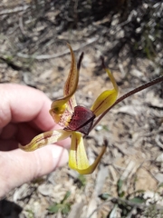 Caladenia leptochila