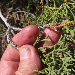 Juniperus californica