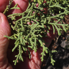Juniperus californica