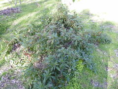 Phytolacca octandra