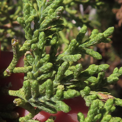 Juniperus californica