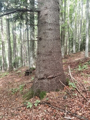 Abies alba