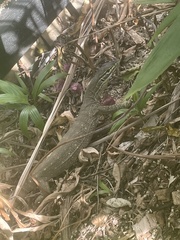 Varanus panoptes panoptes