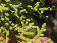 Juniperus californica