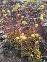 Crassula pubescens