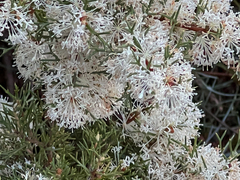 Hakea lissocarpha