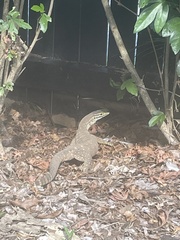 Varanus panoptes panoptes