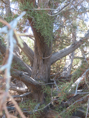 Juniperus californica