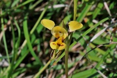 Diuris curta