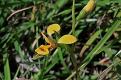 Diuris curta