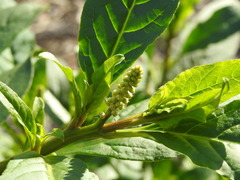 Phytolacca octandra