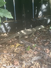 Varanus panoptes panoptes