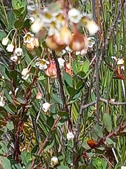 Phyllanthus calycinus