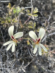 Pelargonium trifidum