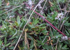 Polygonum paronychia