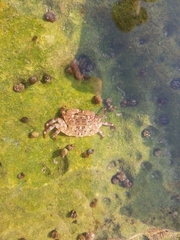 Pachygrapsus crassipes