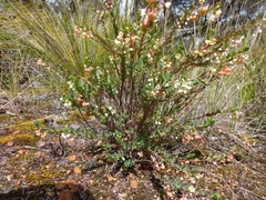 Phyllanthus calycinus