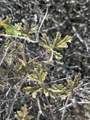 Pelargonium trifidum