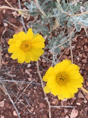 Baileya multiradiata