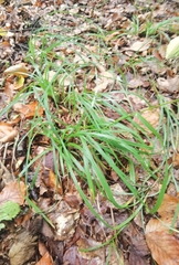 Carex sylvatica