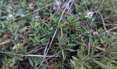 Polygonum paronychia