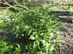 Phytolacca octandra