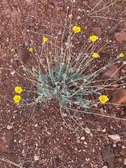 Baileya multiradiata