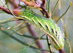 Coequosa