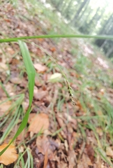 Carex sylvatica