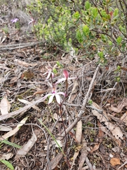 Caladenia cucullata