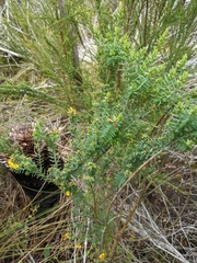 Eutaxia myrtifolia