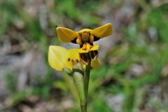 Diuris curta