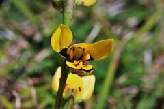 Diuris curta