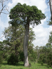 Ficus